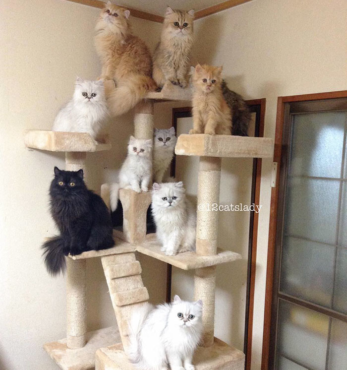 “12 Cats Lady” Is Exploding Instagram* With Her Twelve Persians