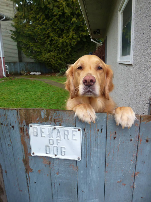 10+ Dangerous Dogs Behind “Beware Of Dog” Signs