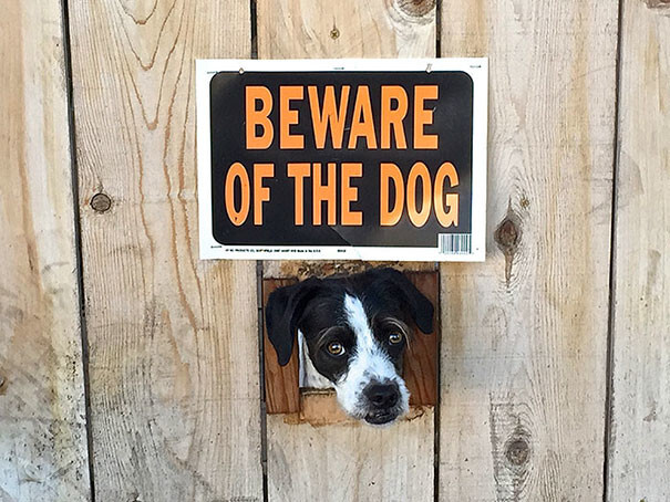 10+ Dangerous Dogs Behind “Beware Of Dog” Signs