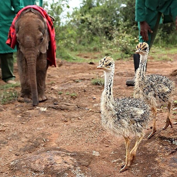 There he met an orphaned ostrich named Pea