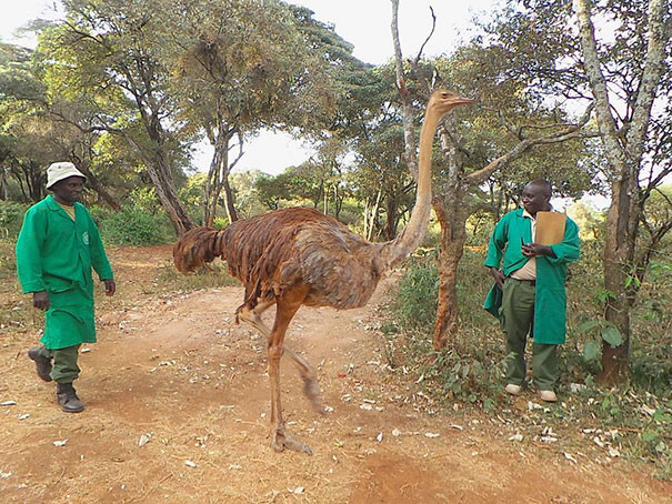 “Orphaned ostrich Pea most definitely believes she is part of the elephant herd…”
