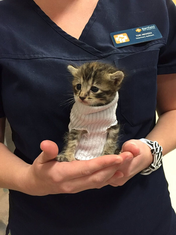 This lucky 3-4 week old kitten was saved from Hurricane Matthew in North Carolina