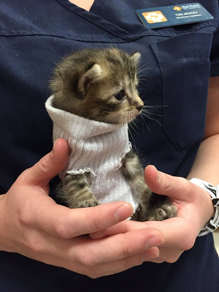 Vets at Petsmart in Northwest Raleigh made her this adorable sock sweater to keep her warm