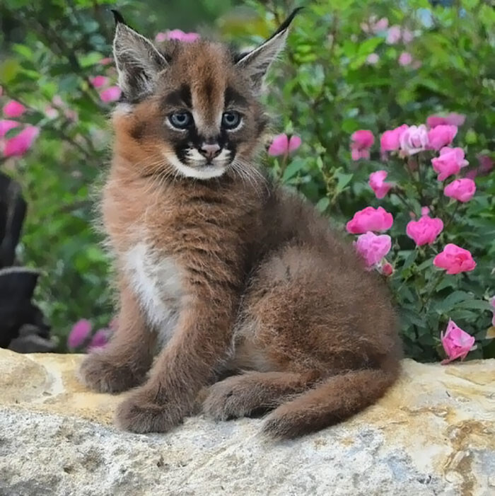 Is This The Cutest Cat Species Ever?