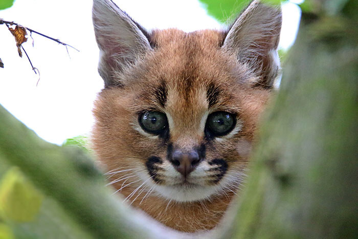 Is This The Cutest Cat Species Ever?