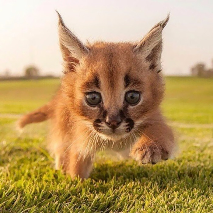 Is This The Cutest Cat Species Ever?