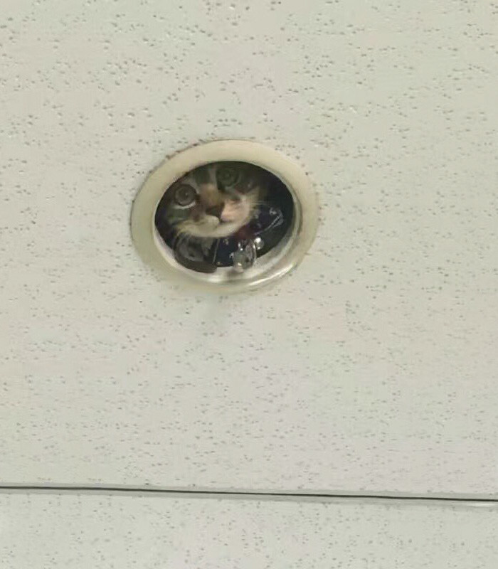 Hilarious Moment Office Workers Realize They’re Being Spied On By A Cat