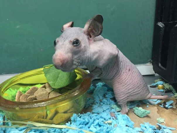 Meet Silky, the hairless hamster who just got dropped off at a shelter