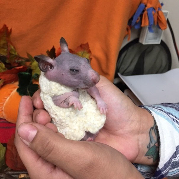 One of the workers crocheted a special tiny sweater to keep the poor hairless Silky warm…