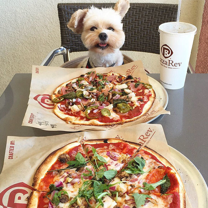 Starving Homeless Dog Gets Rescued And Taken To Pet-Friendly Restaurants Every Day