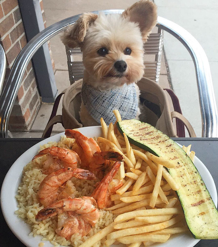 Starving Homeless Dog Gets Rescued And Taken To Pet-Friendly Restaurants Every Day