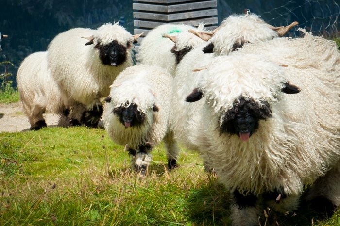People Can’t Agree Whether These Sheep Are Cute Or Terrifying
