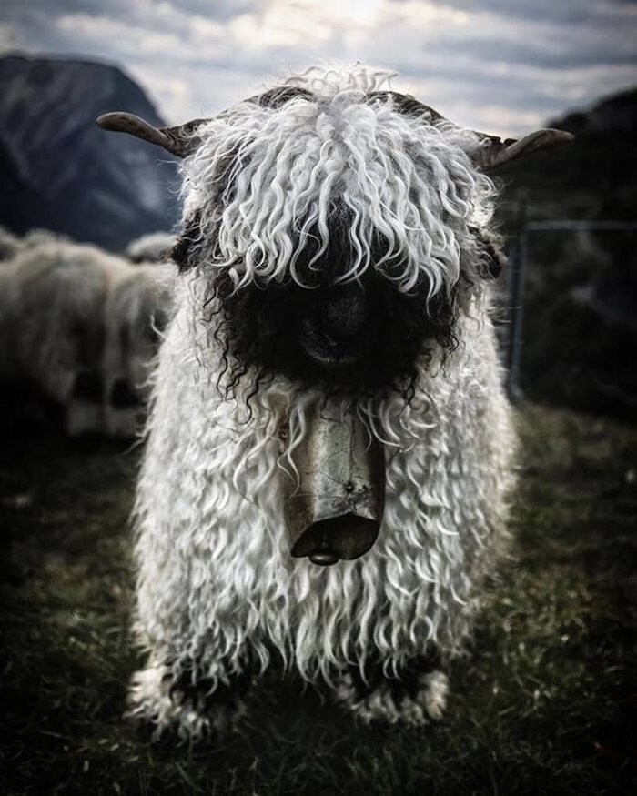 People Can’t Agree Whether These Sheep Are Cute Or Terrifying