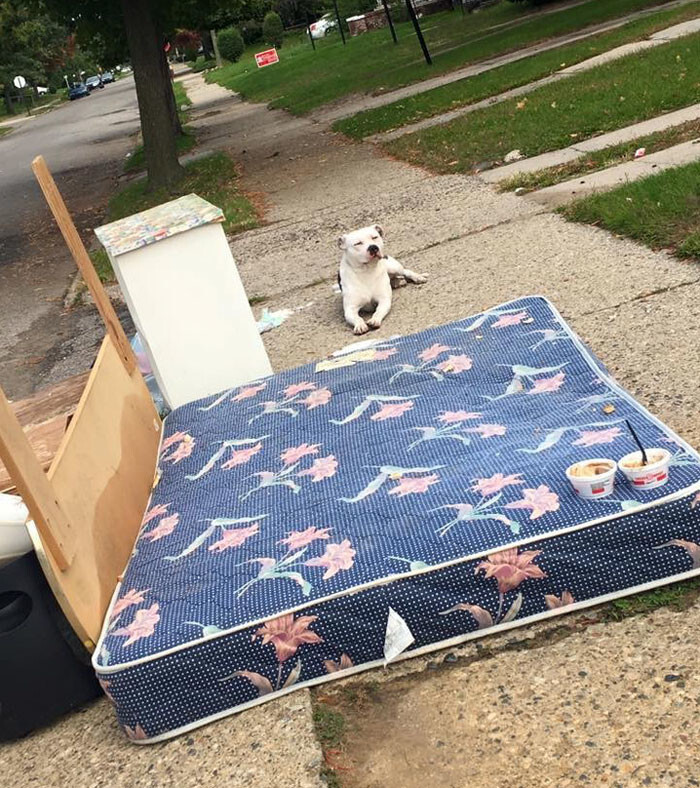 For the whole month, Boo was lying on a curb, still hoping his owners would show up