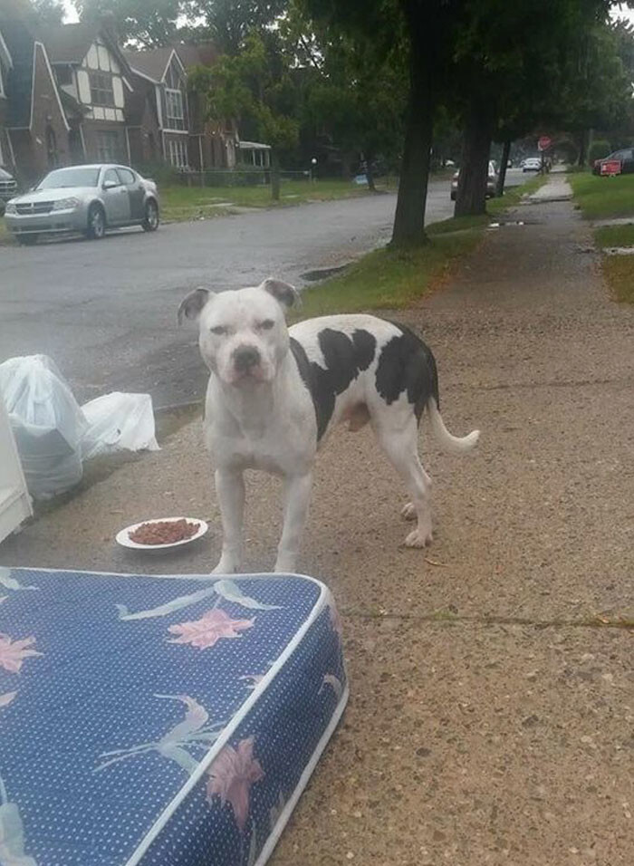 Neighbors kept bringing food to the dog and then called Detroit Dog Rescue Center to save the pooch