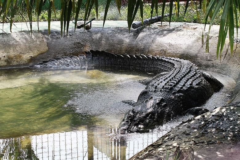2. Lolong The World’s Largest Crocodile