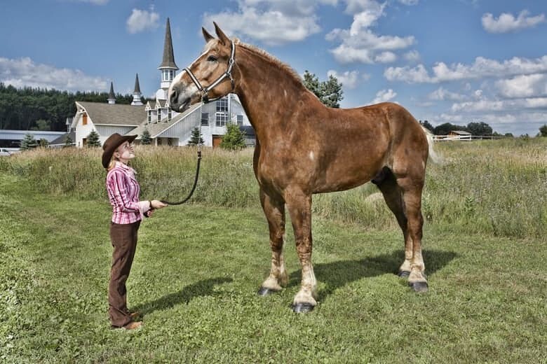8. Big Jake The World’s Tallest Horse