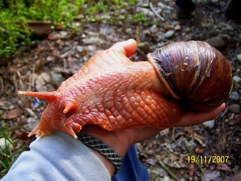 13. Africa Giant Snail