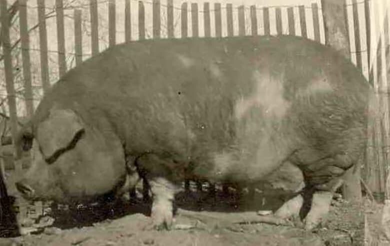 1. Big Bill The World’s Largest Pig