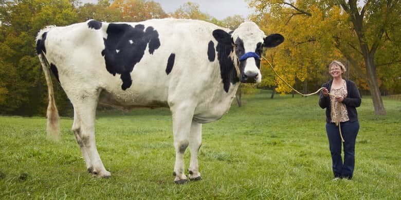 5. Blosom The World’s Tallest Cow