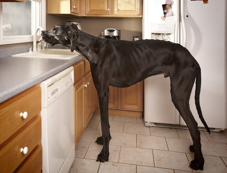 14. Zeus The World’s Tallest Dog