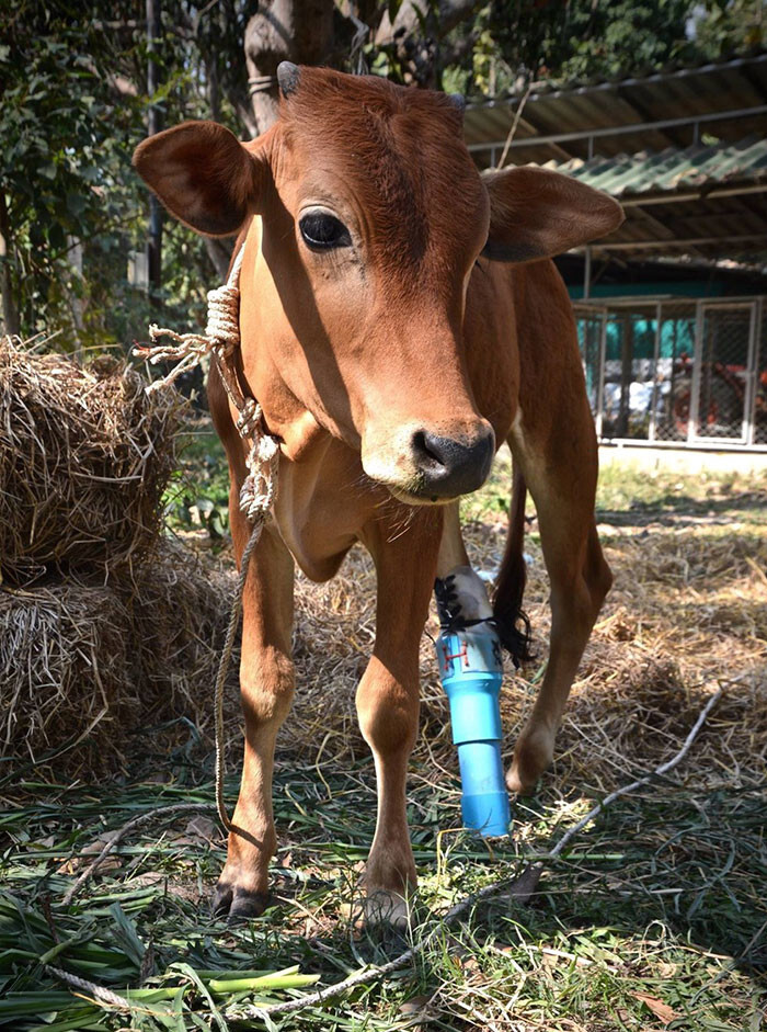 Simon the cow came into the sanctuary after getting his leg seriously injured when it got caught in the vines