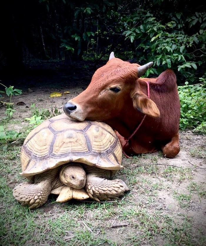 “They are often seen following each other around, sharing meals and resting together. We hope this unusual friendship continues to flourish”