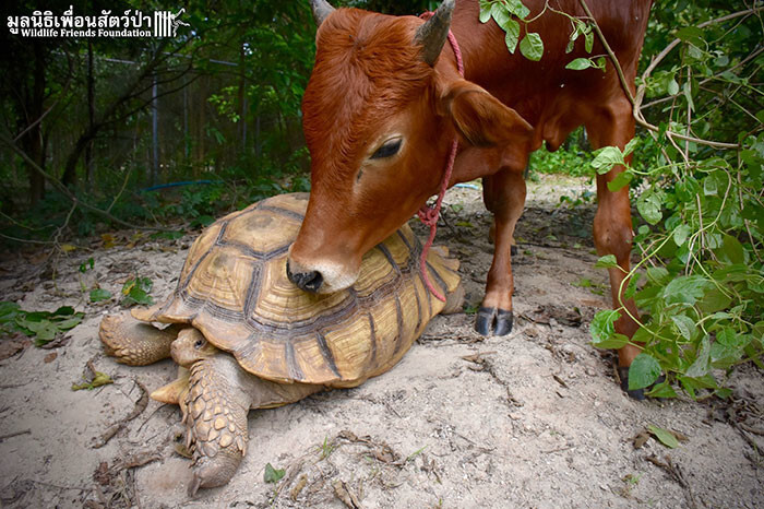 In the sanctuary, the unlikely thing happened – baby cow met the giant tortoise…