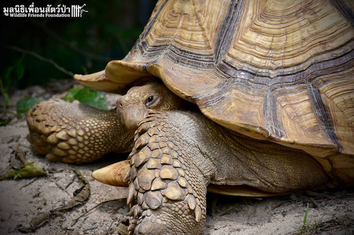 Leonardo, the African spurred turtle, was rescued from a Bangkok zoo