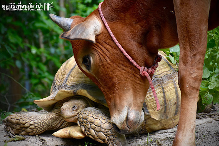 …and they became best friends!