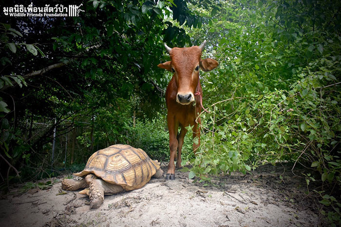 “To the surprise of us all, Simon the cow has formed a strong bond with the large tortoise Leonardo”