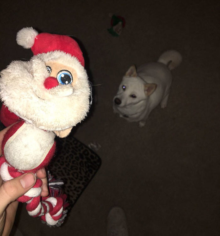Kya the Shiba pooch is obsessed with her toy Santa no matter what the season is
