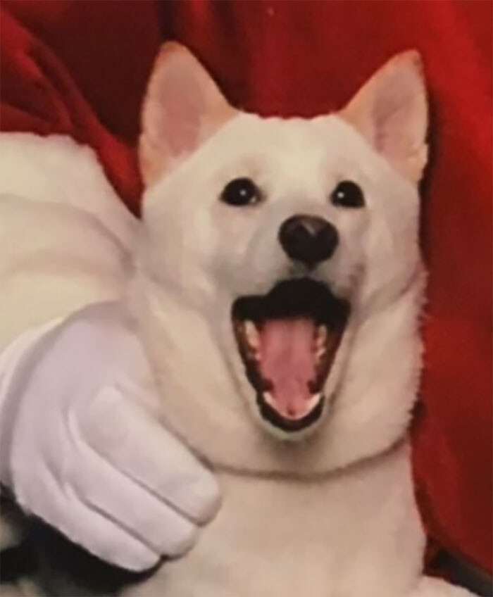 They posted a photo of their dog’s epic ‘OMG’ reaction, and it went viral