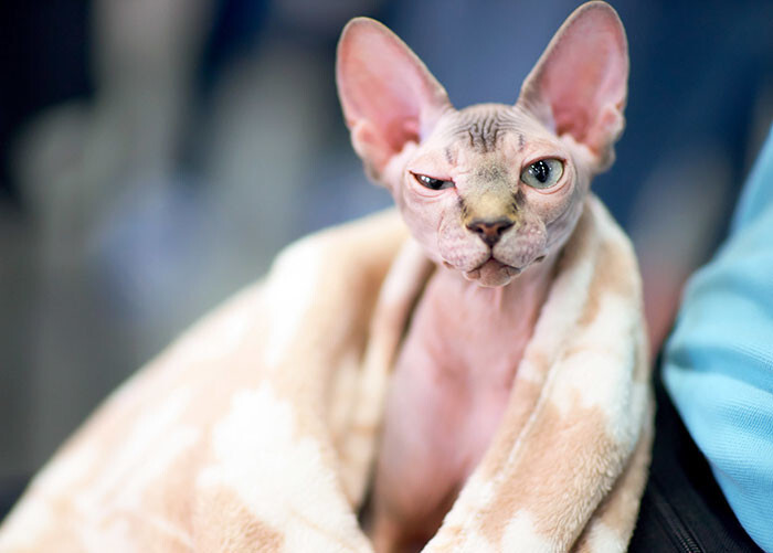 Someone in Alberta is scamming buyers by selling them shaved kittens as if they were hairlesss Sphynx