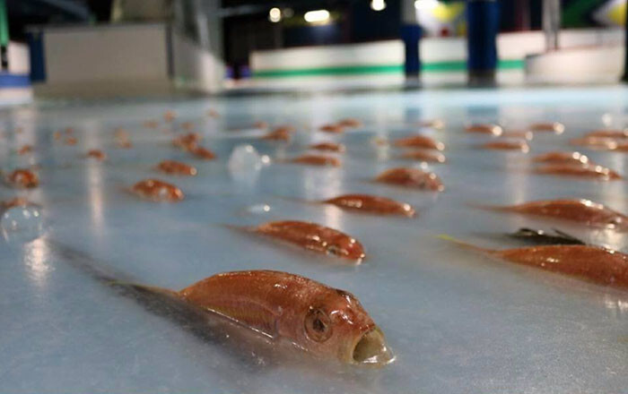 An ice skating rink that froze 5,000 fish under ice received public outrage