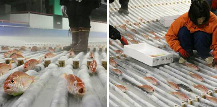 Space World said they used real fish for educational purposes and to add something extra to the rink
