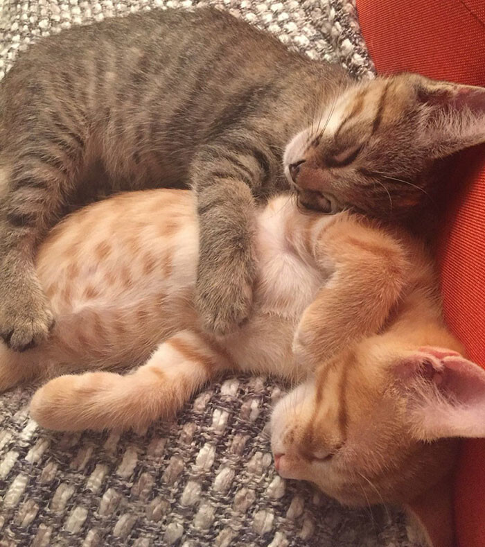 Their human is happy that the love of his two 10-month-old cats is inspiring so many people