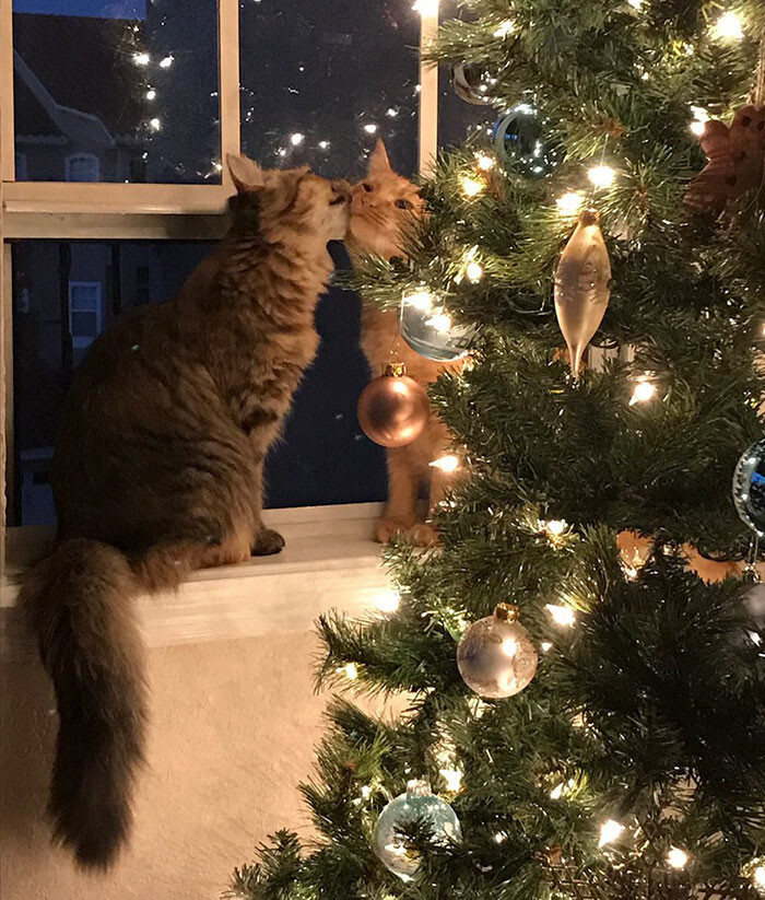 Everyone is going crazy about two adopted kittens, Louie and Luna, kissing next to a Christmas tree