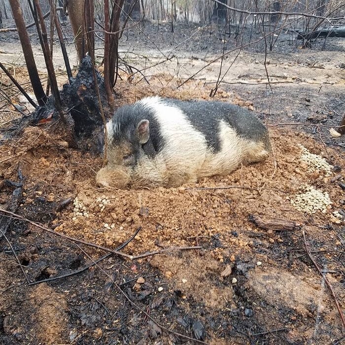 Rob Holmes thought he lost Charles the pet pig forever when his house got burnt down
