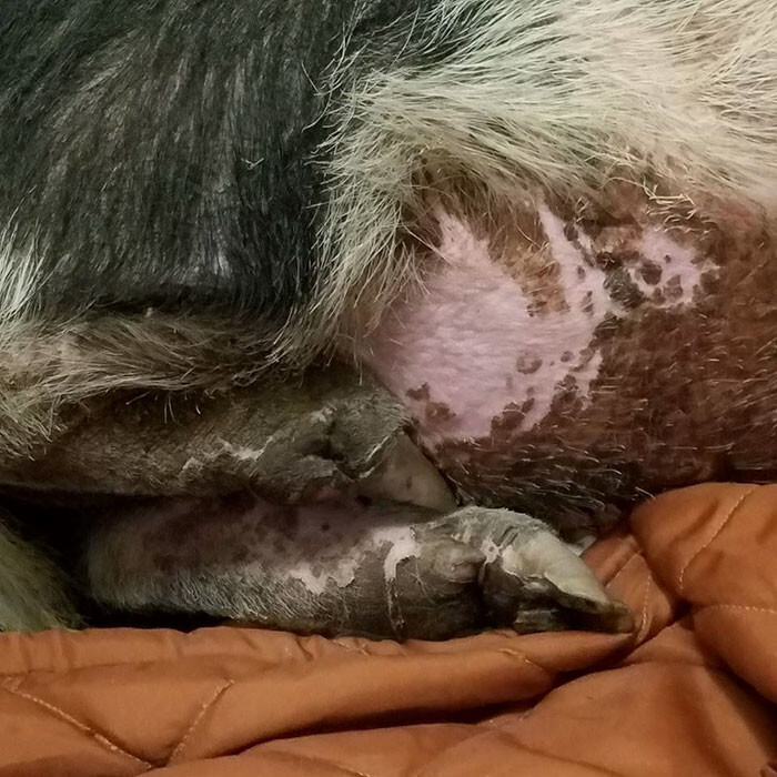 The miracle piggy is doing very well recovering from burns and inhaled smoke