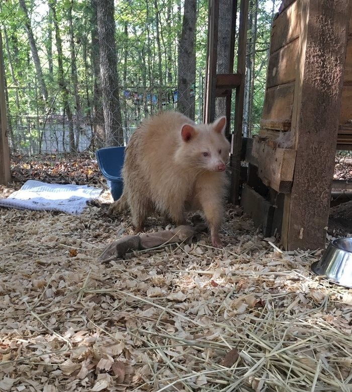 However, Baird is quick to remind that raccoons are NOT to be kept as pets and should live in the wild