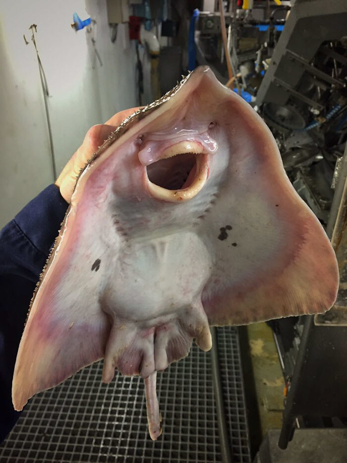 Russian Fisherman Posts Terrifying Creatures Of The Deep Sea On Twitter