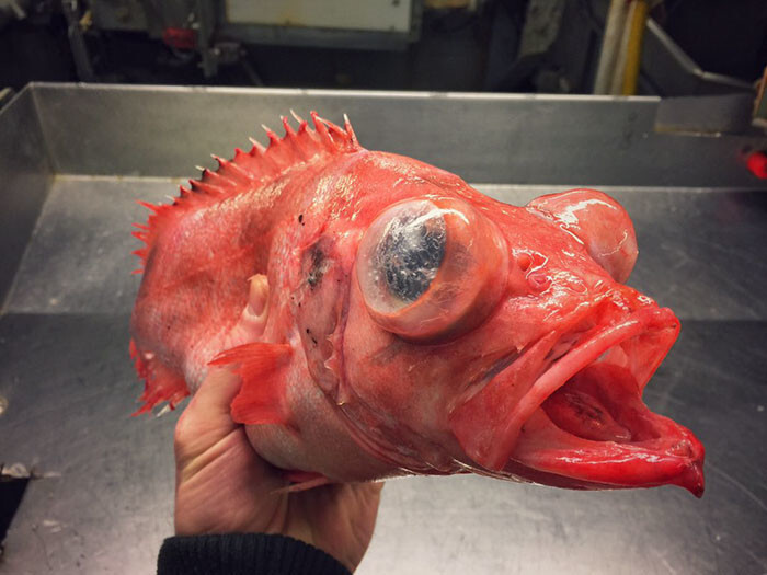 Russian Fisherman Posts Terrifying Creatures Of The Deep Sea On Twitter