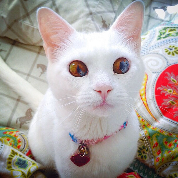 Here are some more cats with multi-colored eyes: