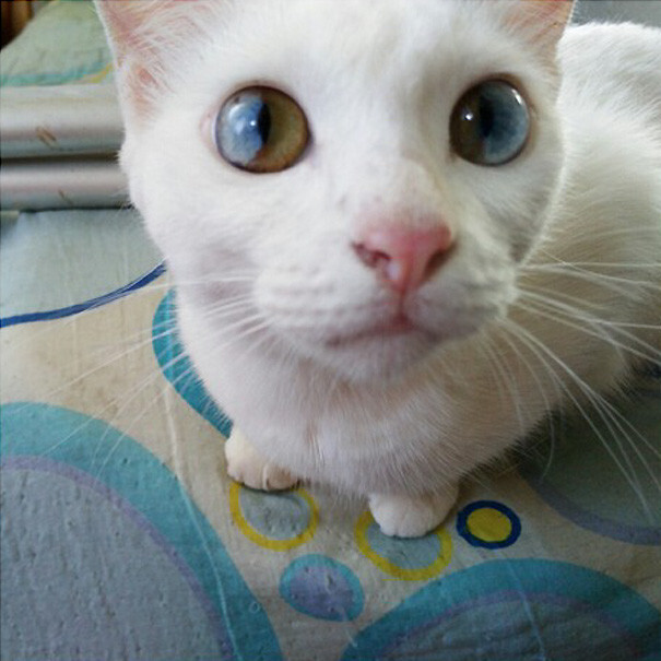 This Cat’s Eyes Have A Whole Universe Inside