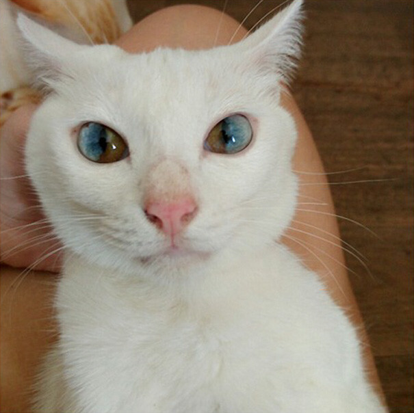 This Cat’s Eyes Have A Whole Universe Inside