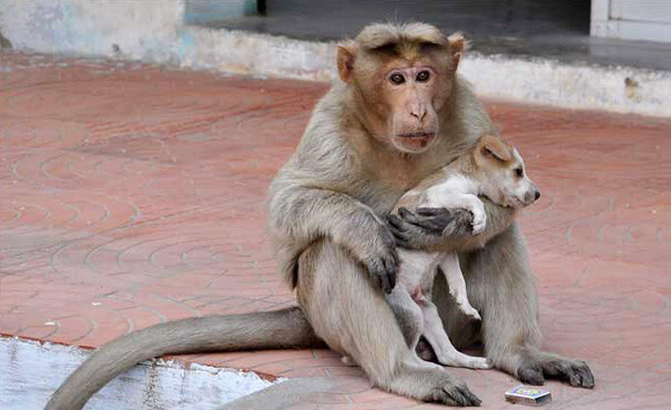 This puppy was rescued by a monkey