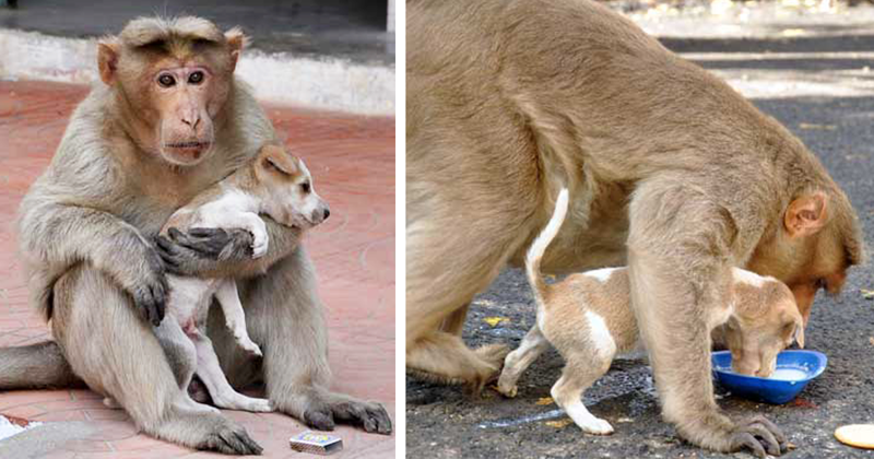 Monkey Adopts A Puppy, Defends It From Stray Dogs, And Lets It Eat First