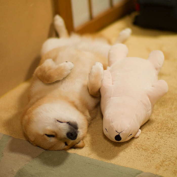 Shiba Inu Keeps Falling Asleep In Same Position As His Favorite Plush Toy
