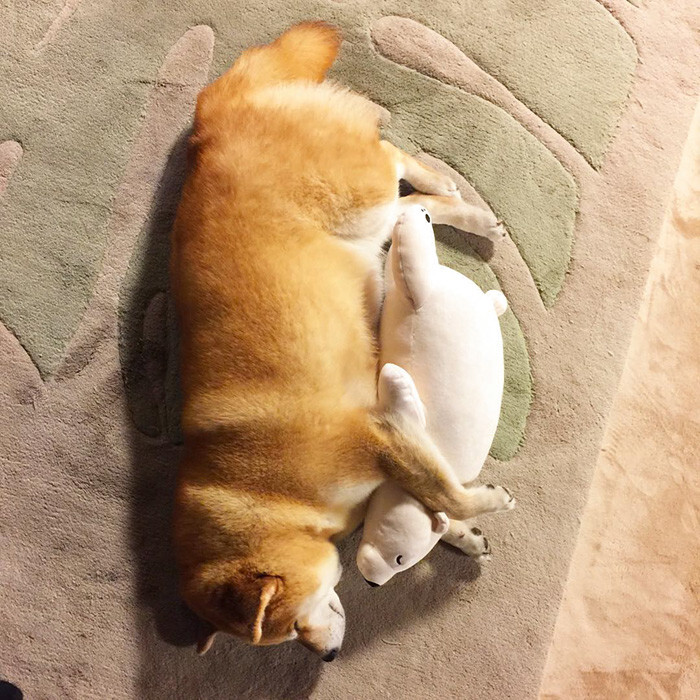 Shiba Inu Keeps Falling Asleep In Same Position As His Favorite Plush Toy